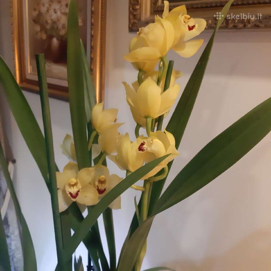 Orchidėja
