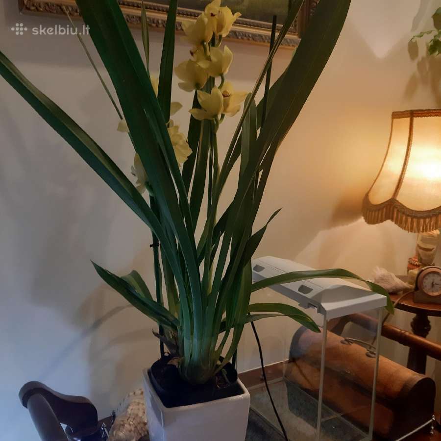 Orchidėja - nuotraukos Nr. 2