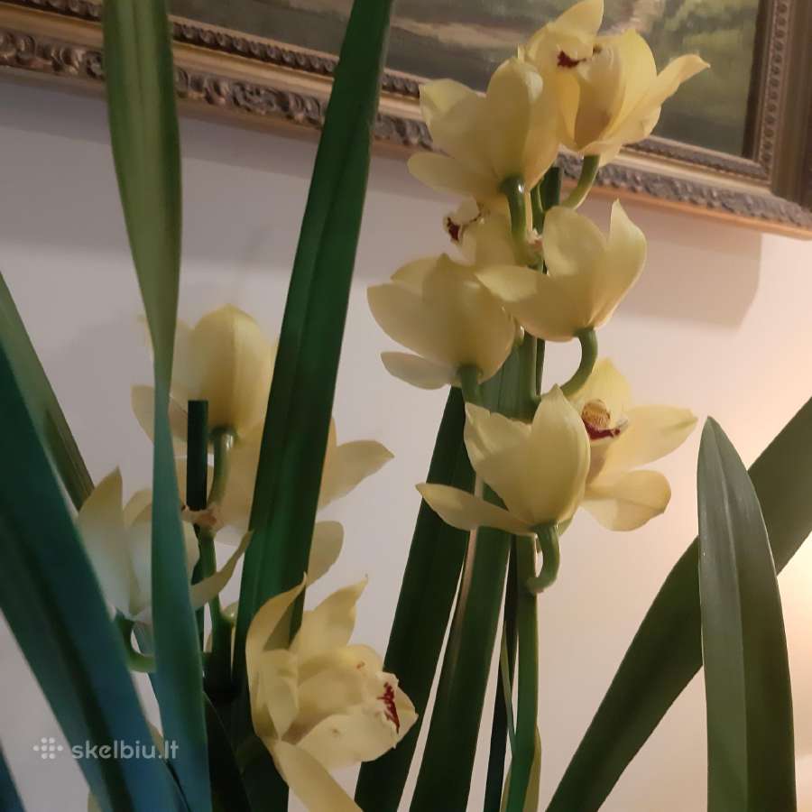 Orchidėja - nuotraukos Nr. 3