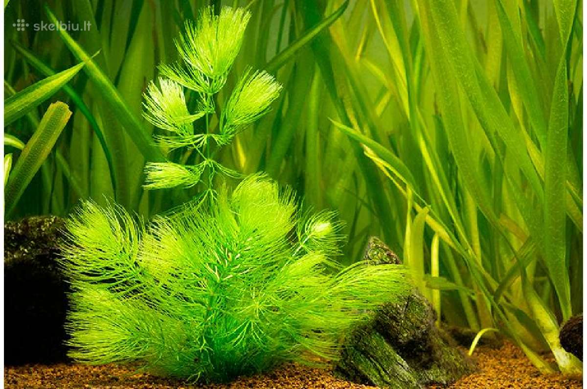 Akvariumo augalai