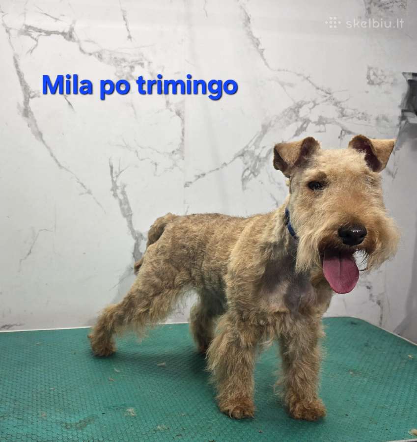 Šunų kirpimas trimingavimas Išoruose - nuotraukos Nr. 5
