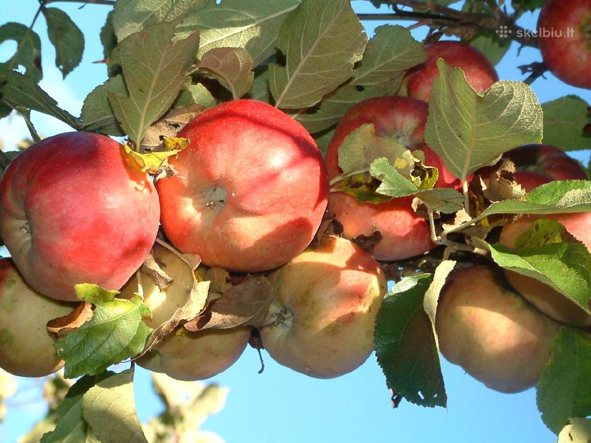 Obelų, kriaušių, slyvų ir kt sodinukai urmu -6 eur - nuotraukos Nr. 24