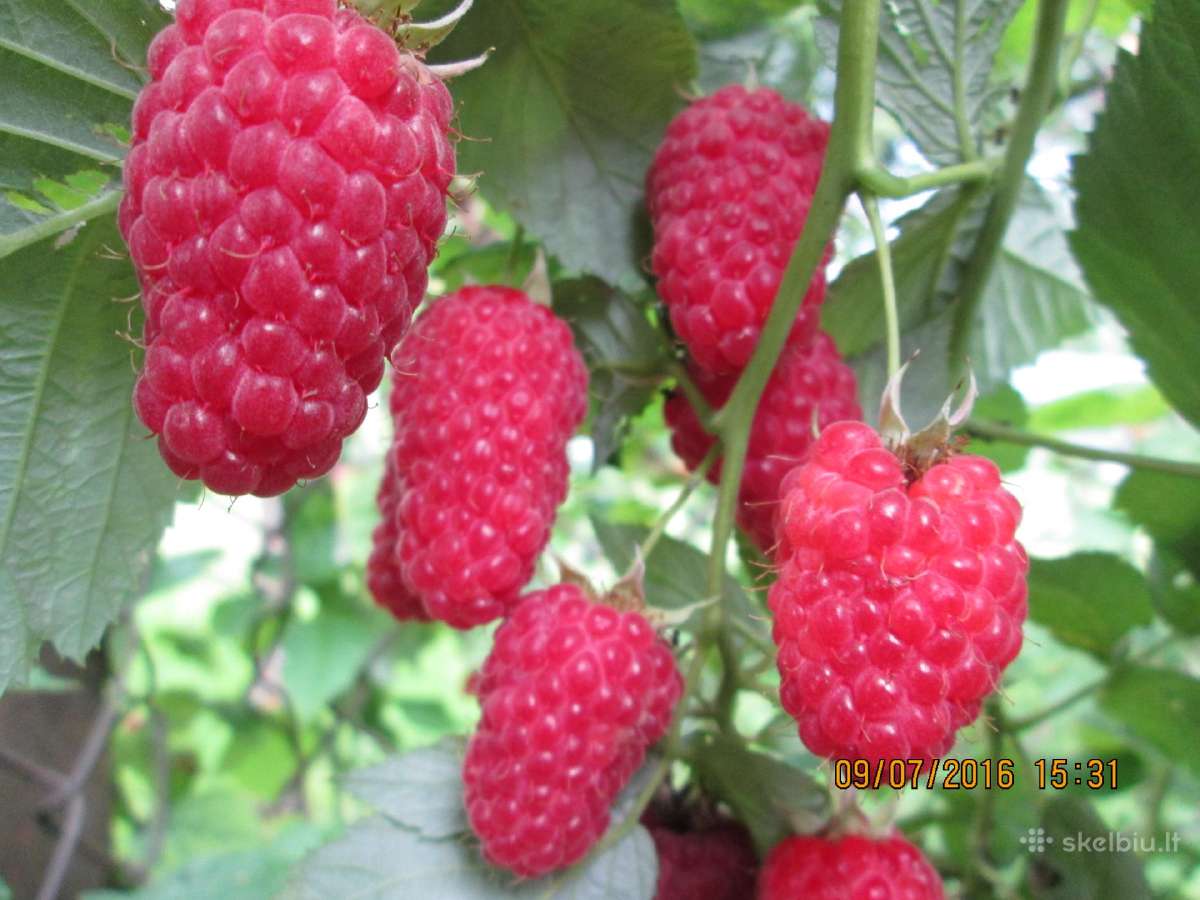 Obelų, kriaušių, slyvų ir kt sodinukai urmu -6 eur - nuotraukos Nr. 25