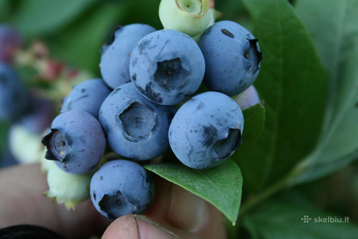 Obelų, kriaušių, slyvų ir kt sodinukai urmu -6 eur - nuotraukos Nr. 26