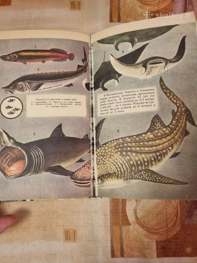 Zoologijos skaitiniai - nuotraukos Nr. 6