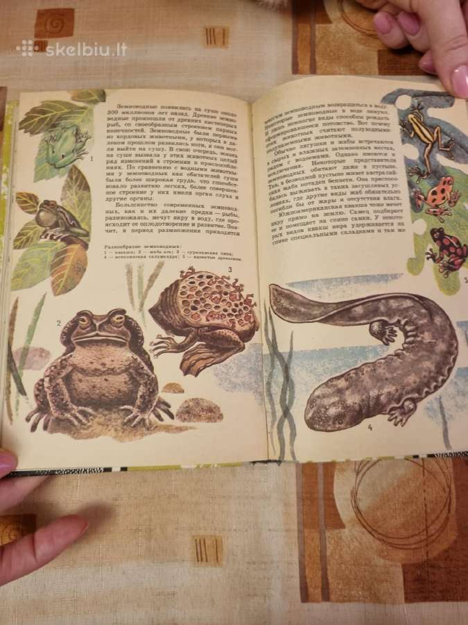 Zoologijos skaitiniai - nuotraukos Nr. 7