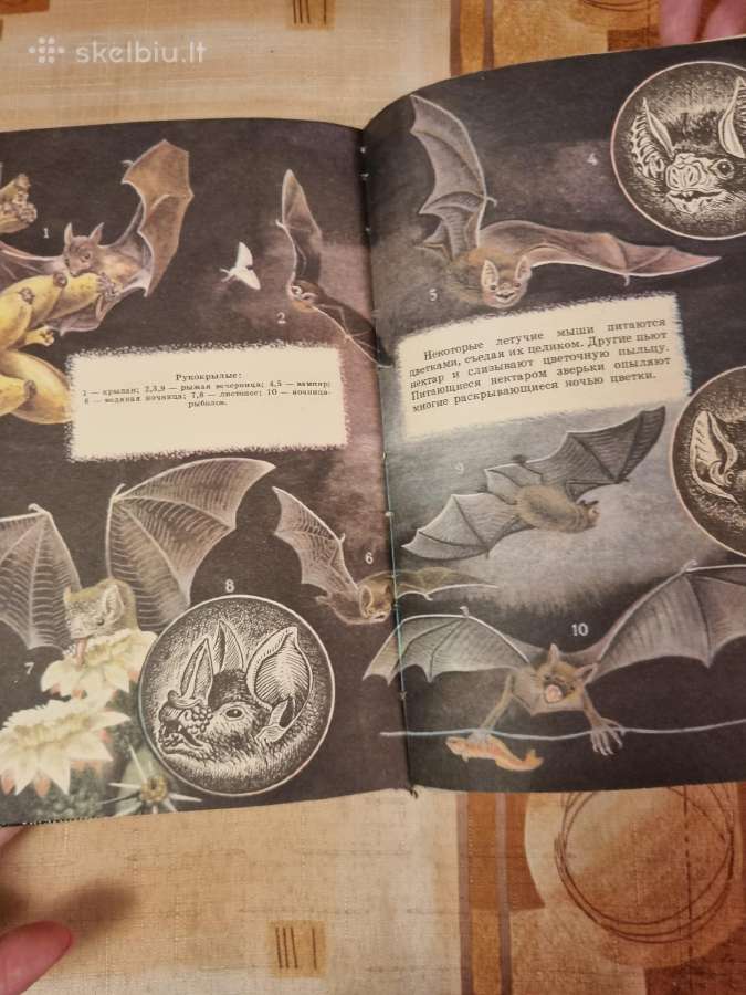 Zoologijos skaitiniai - nuotraukos Nr. 8