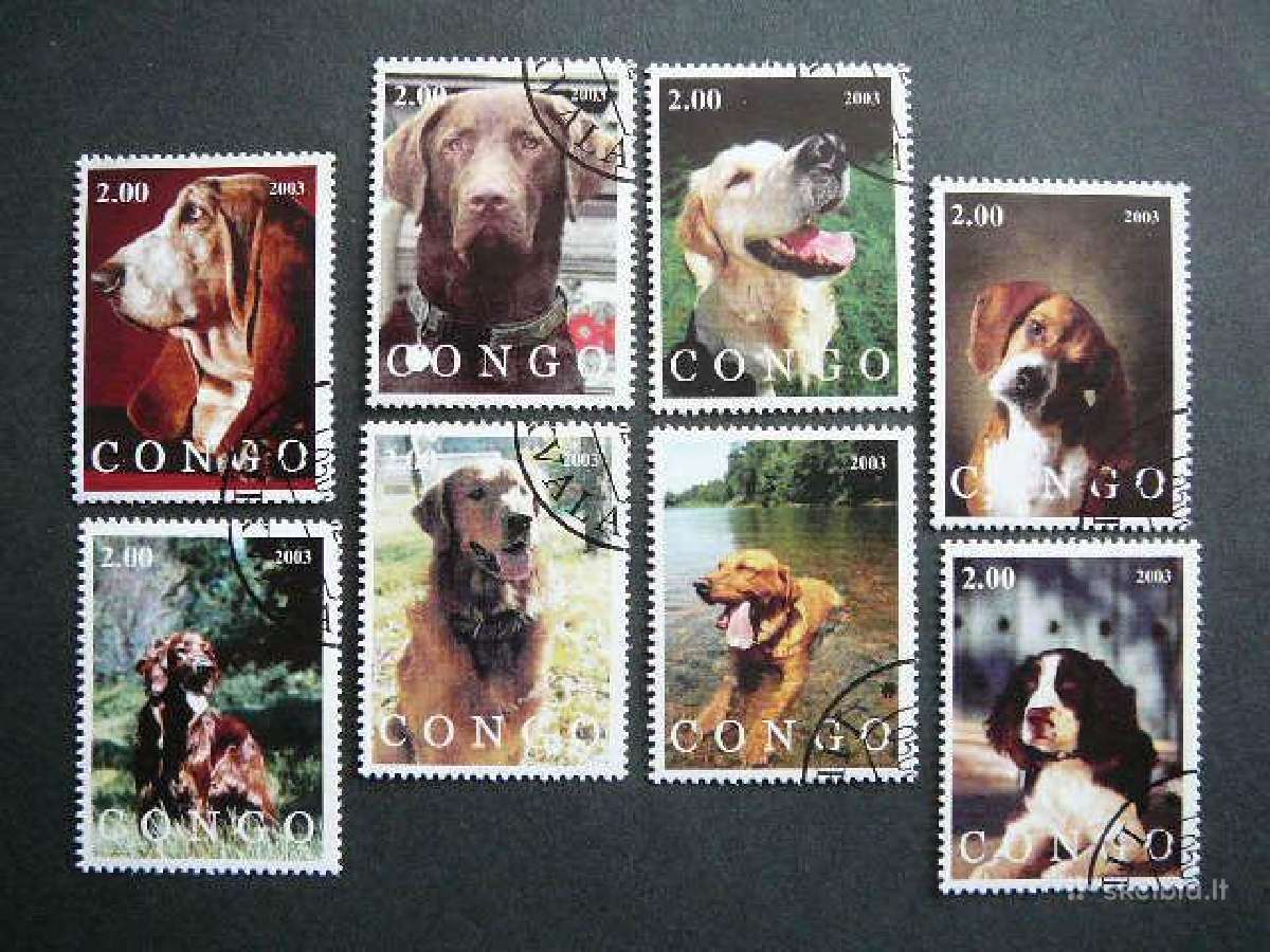 Sunys Kongas 2003 antsp. kng332
