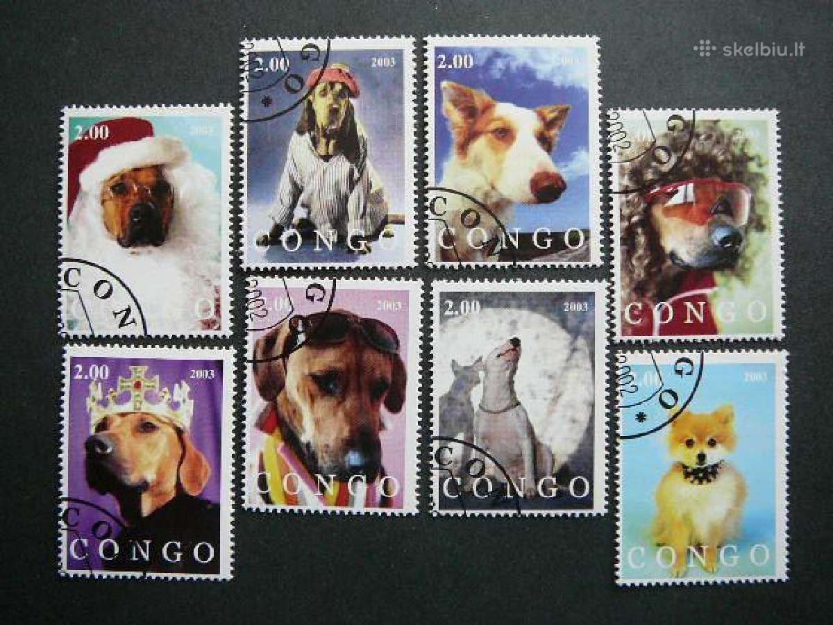 Sunys Kongas 2003 antsp. kng336