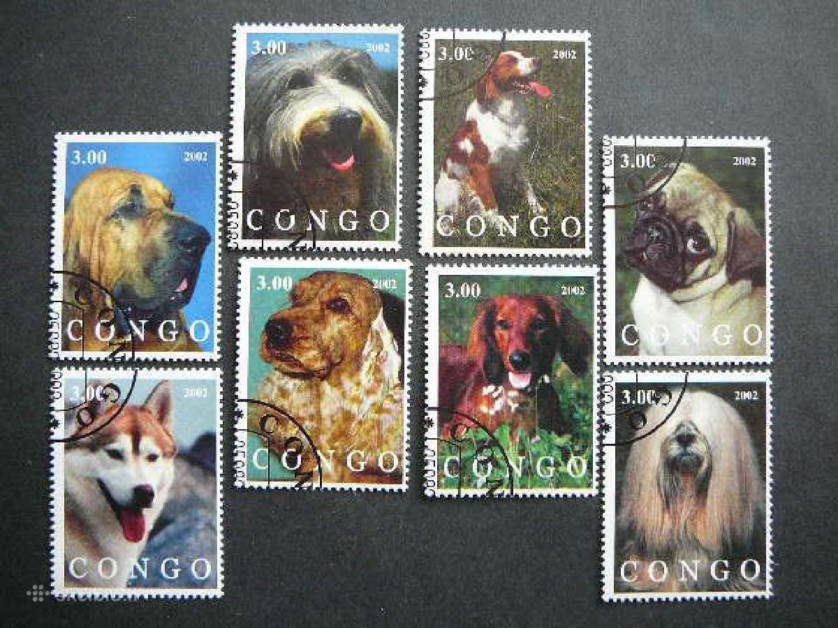Sunys Kongas 2002 antsp. kng321