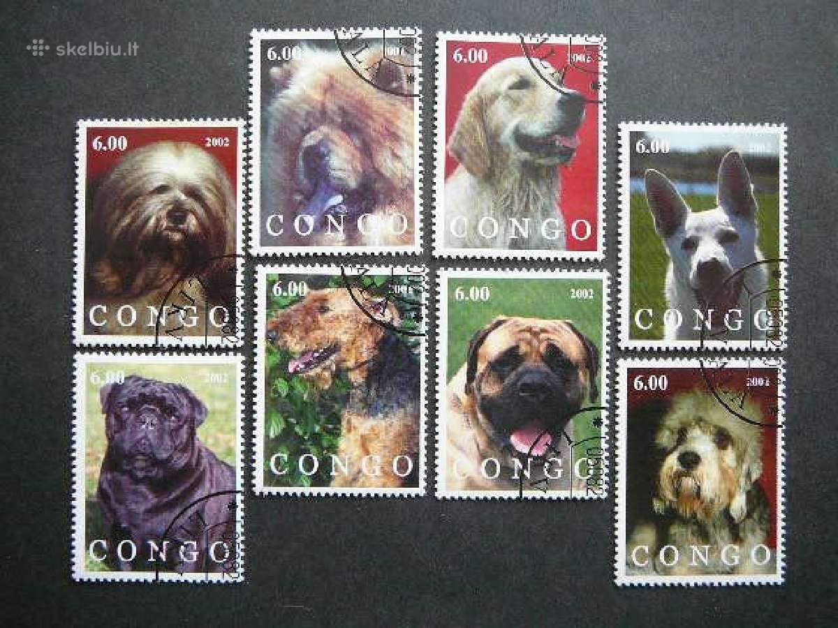 Sunys Kongas 2002 antsp. kng323
