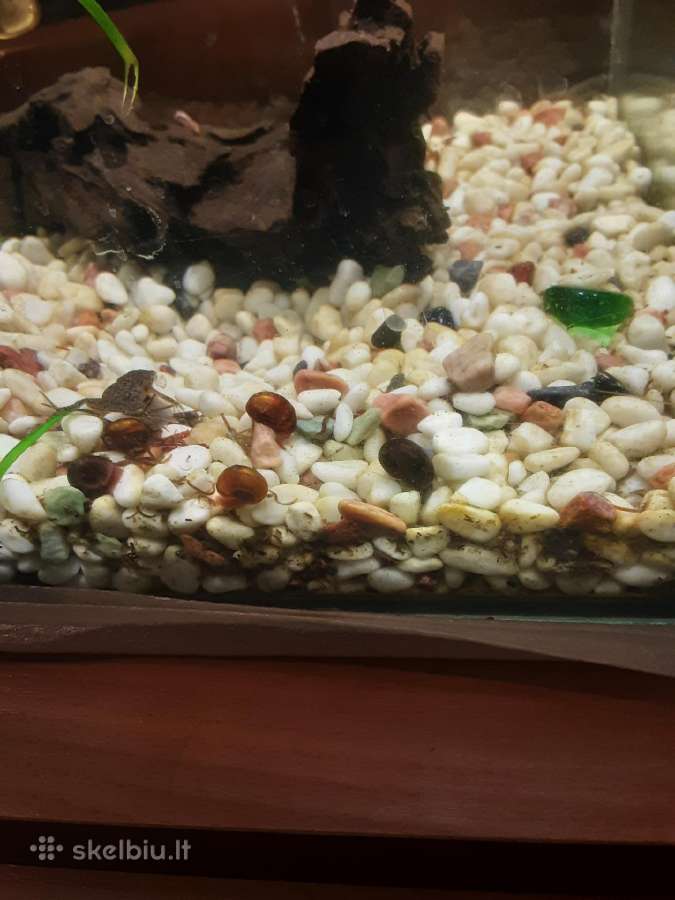 Dovanoju akvariumu sraiges