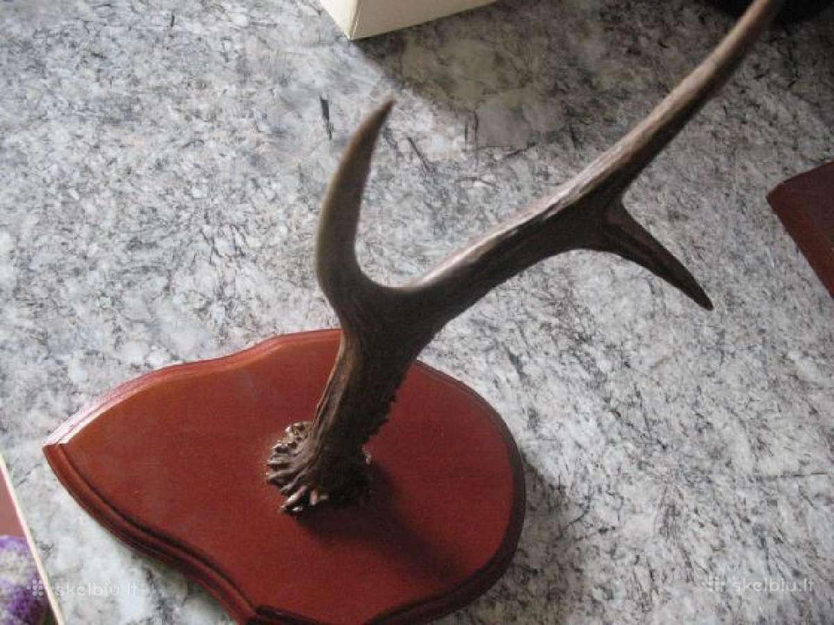 Ragai ( dviejų rūšių )