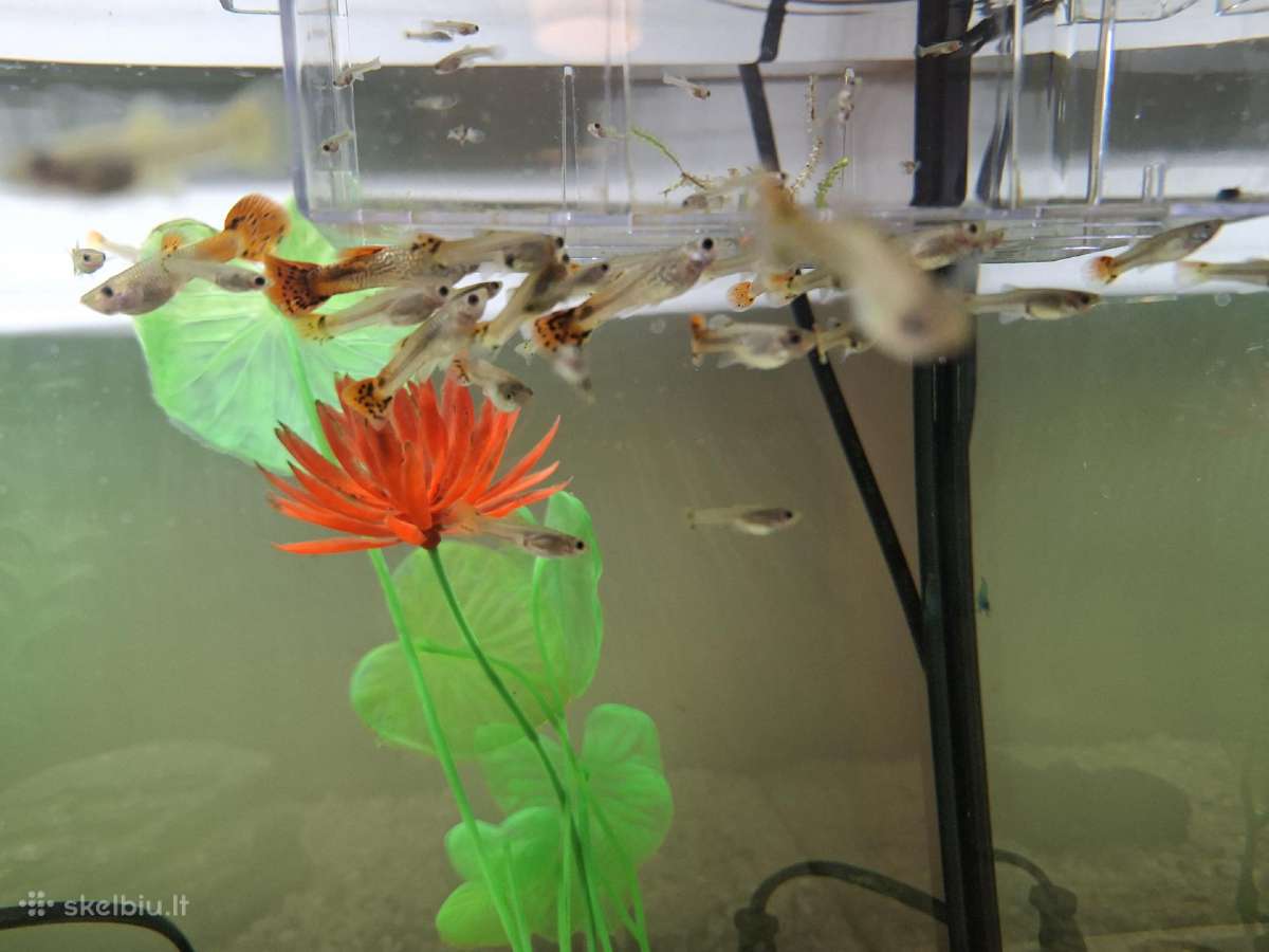 Akvariumo žuvytes Gupijos - nuotraukos Nr. 5