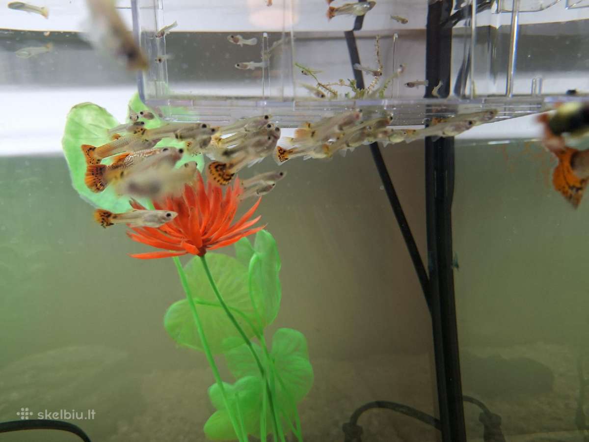 Akvariumo žuvytes Gupijos - nuotraukos Nr. 6