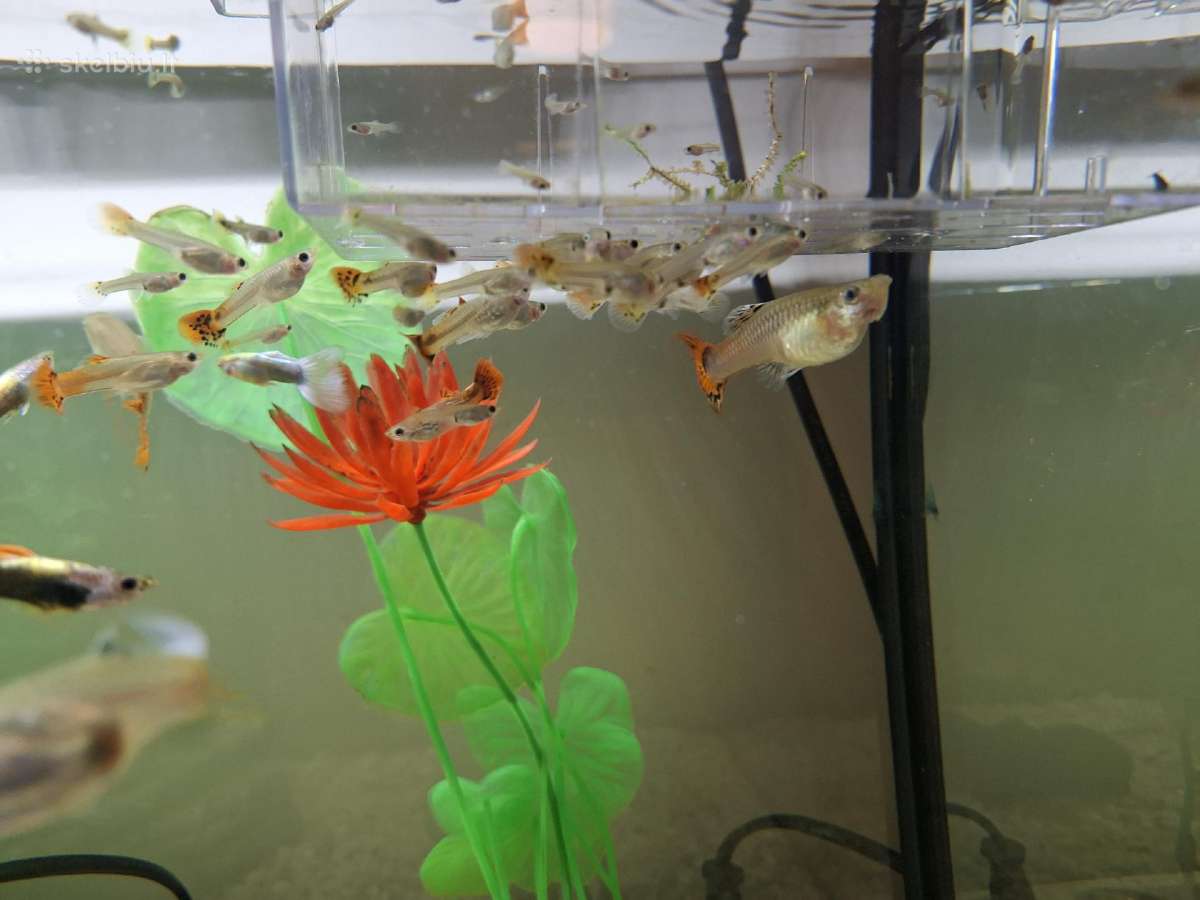 Akvariumo žuvytes Gupijos - nuotraukos Nr. 7