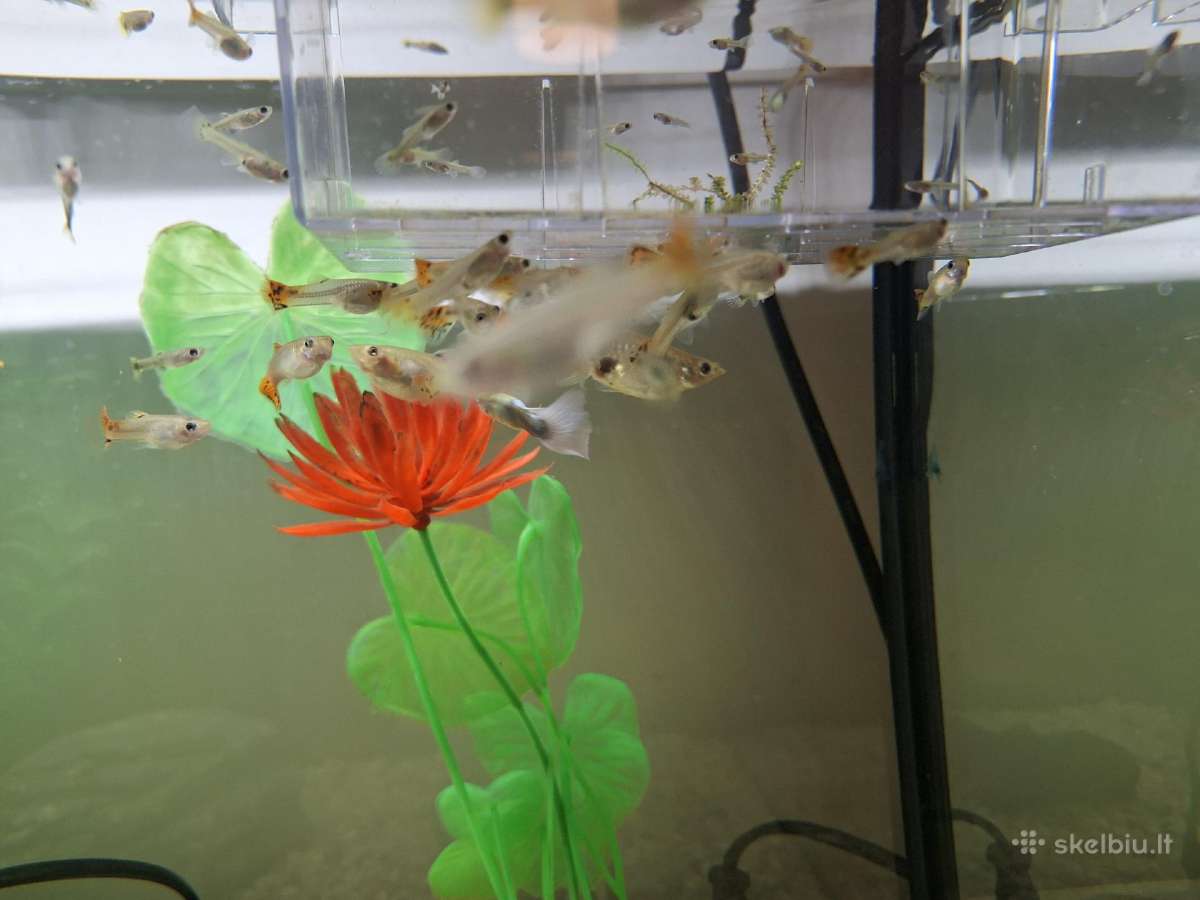 Akvariumo žuvytes Gupijos - nuotraukos Nr. 9
