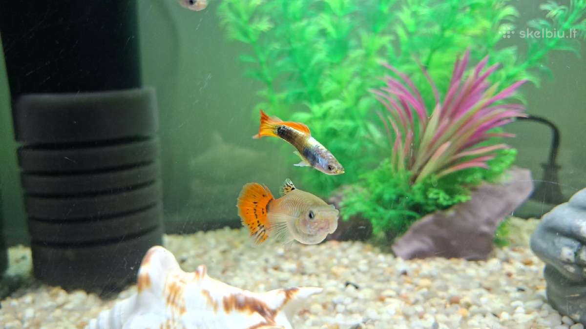 Akvariumo žuvytes Gupijos - nuotraukos Nr. 2