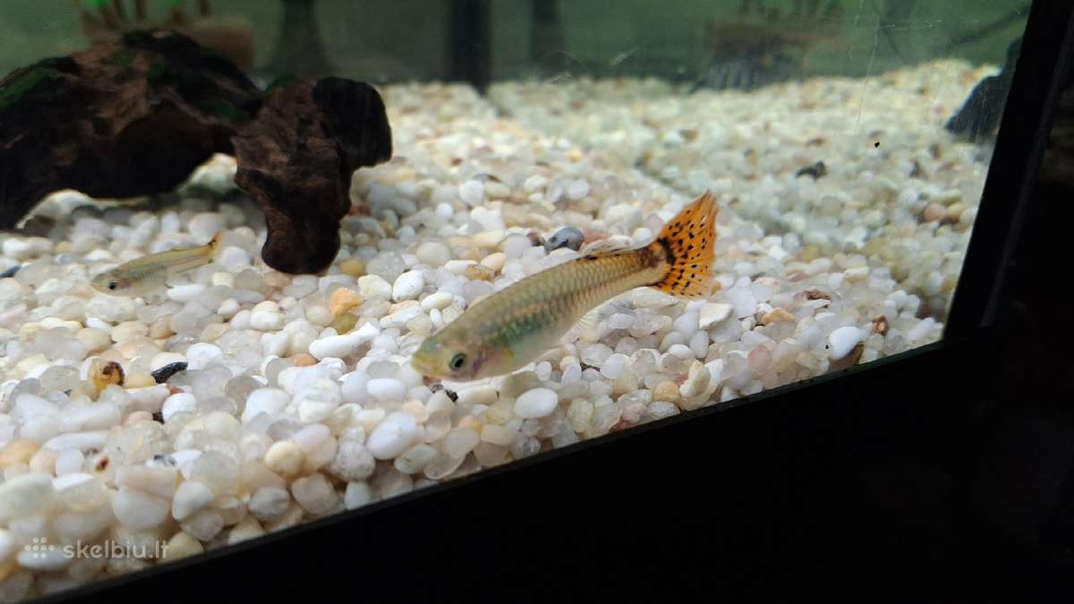 Akvariumo žuvytes Gupijos - nuotraukos Nr. 3