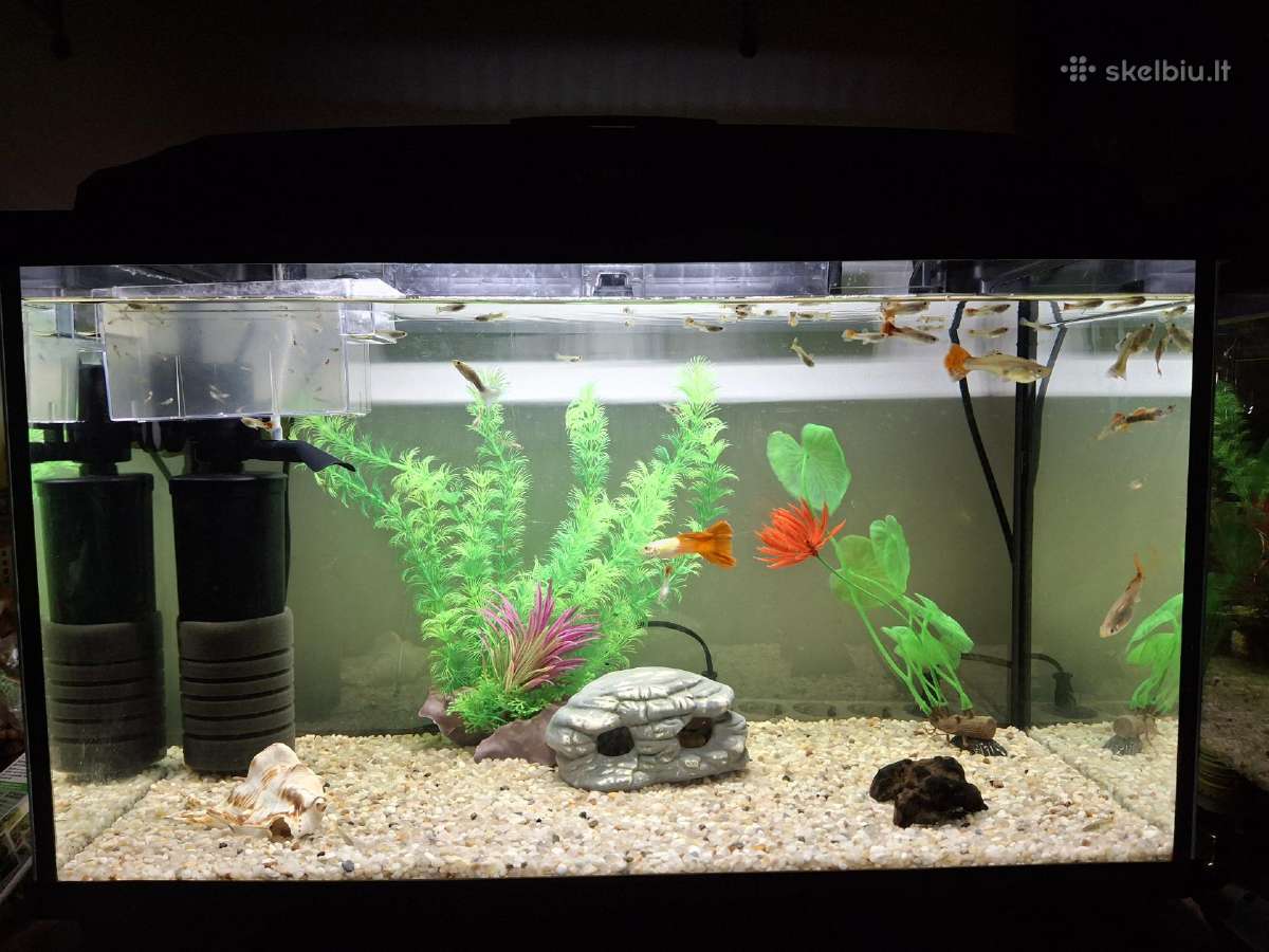 Akvariumo žuvytes Gupijos - nuotraukos Nr. 4