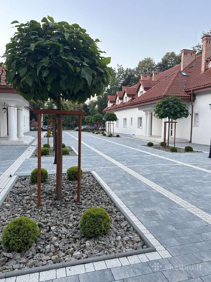 Katalpa skiepyta ant koto “nana - nuotraukos Nr. 8