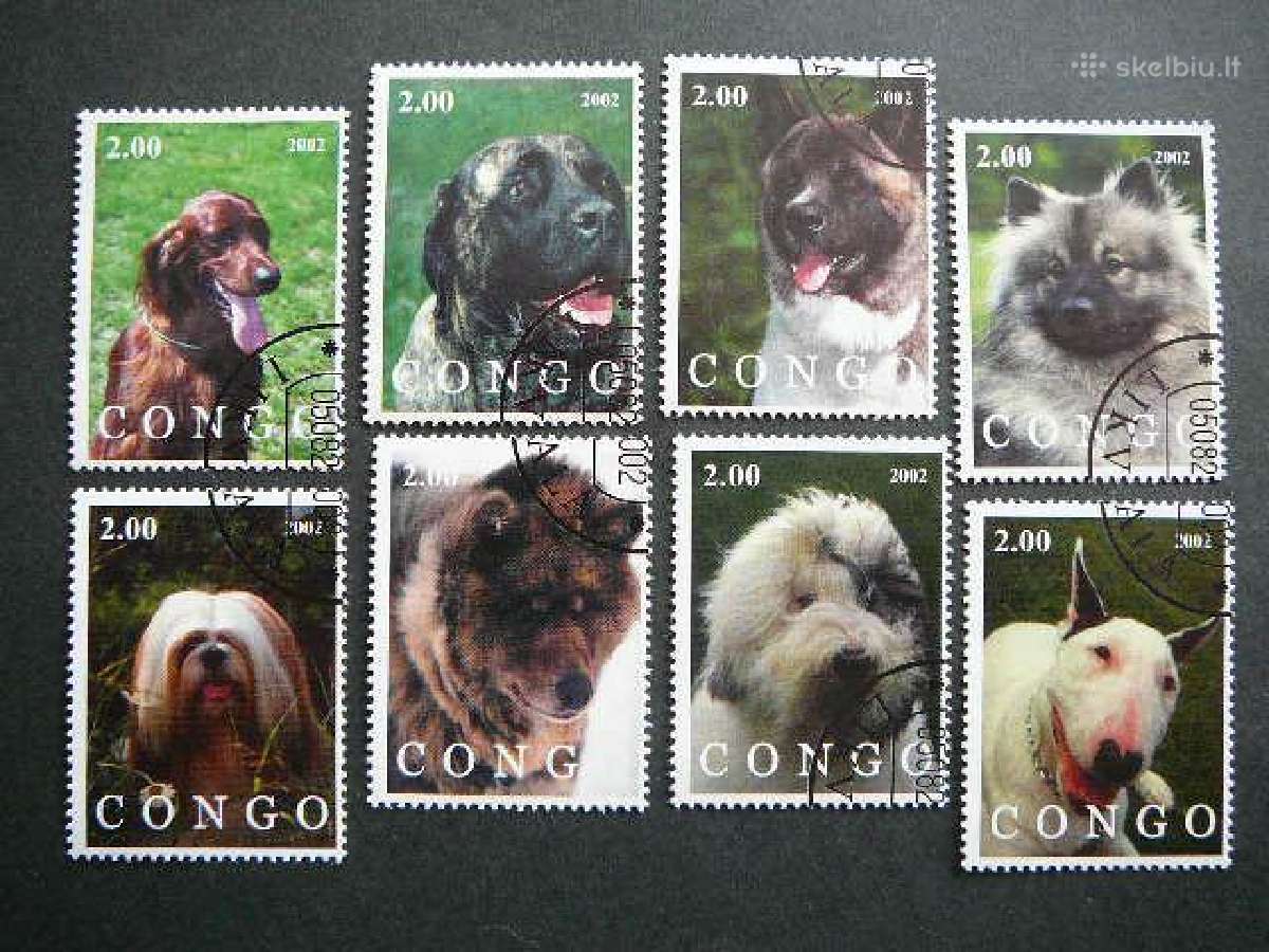 Sunys Kongas 2002 antsp. kng328