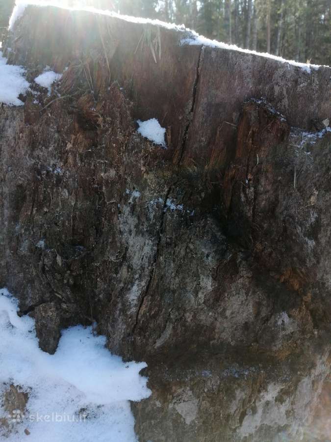 Ąžuolo kelmas - nuotraukos Nr. 11
