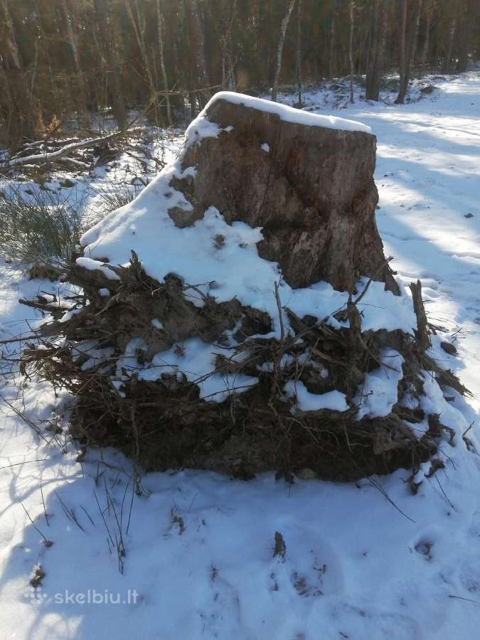 Ąžuolo kelmas - nuotraukos Nr. 9