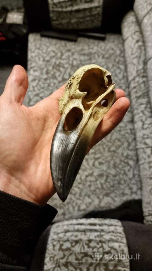 Varnos kaukole 16cm - nuotraukos Nr. 2