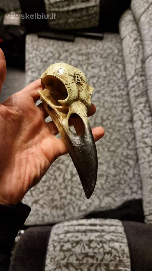 Varnos kaukole 16cm - nuotraukos Nr. 3