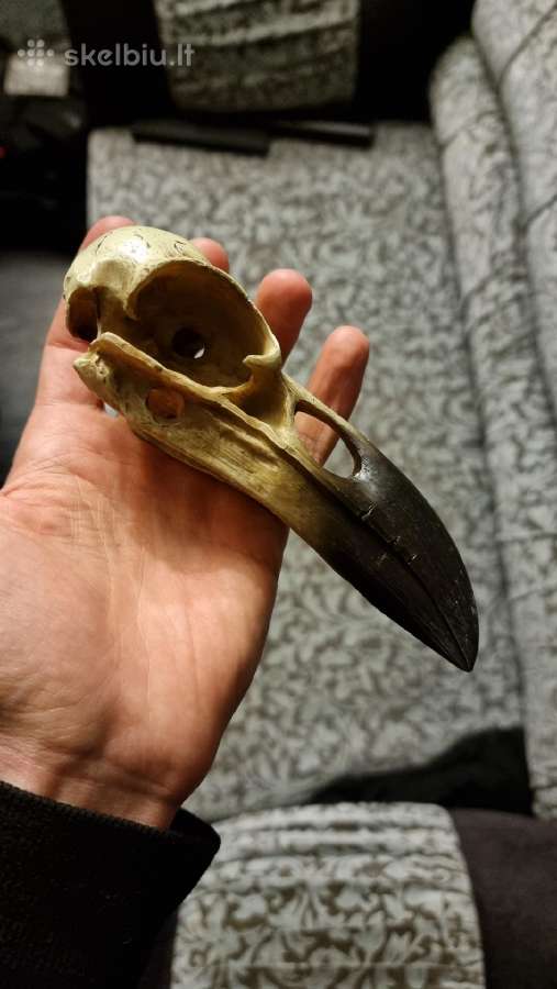 Varnos kaukole 16cm - nuotraukos Nr. 4