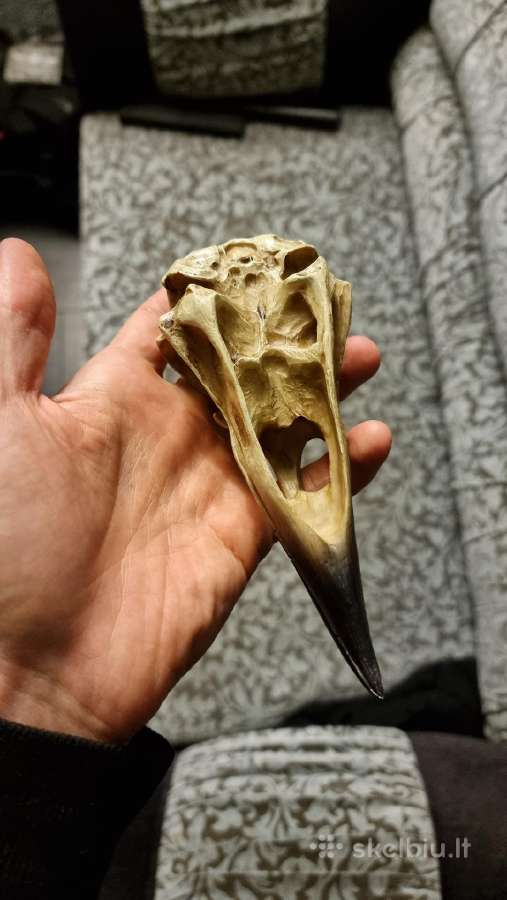 Varnos kaukole 16cm - nuotraukos Nr. 5