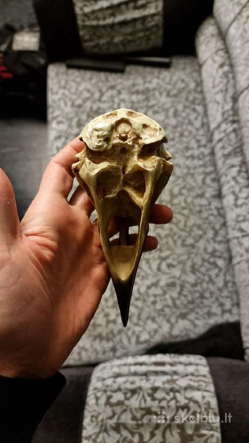 Varnos kaukole 16cm - nuotraukos Nr. 6