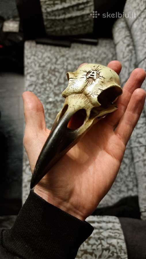 Varnos kaukole 16cm - nuotraukos Nr. 7