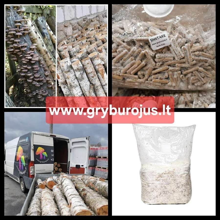 Shiitake grybų rąsteliai
