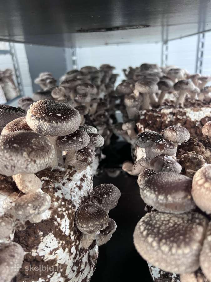 Šitake, šiitake, Shiitake grybai
