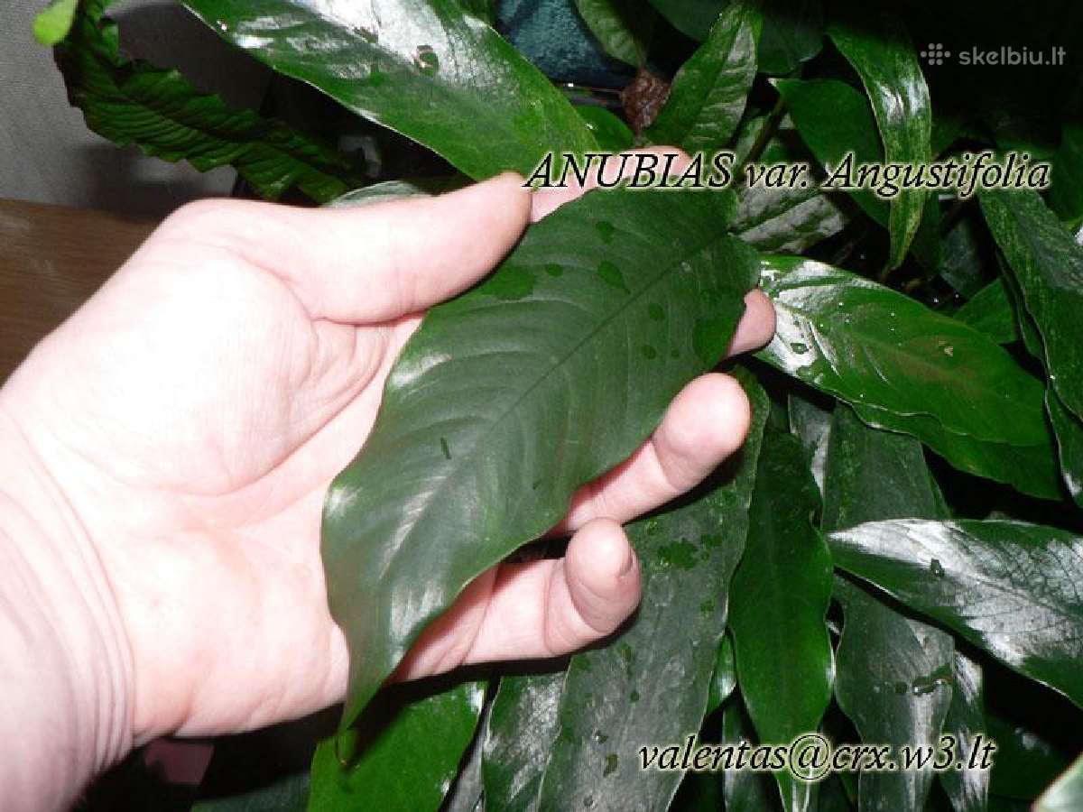 Anubias var. angustifolia - nuotraukos Nr. 2