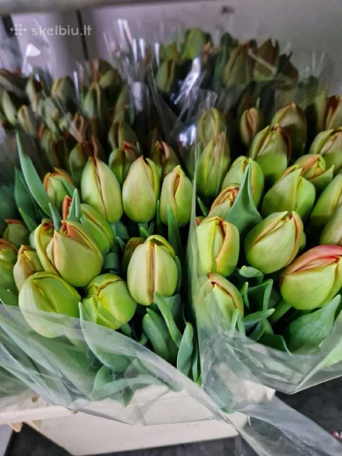 Tulpes