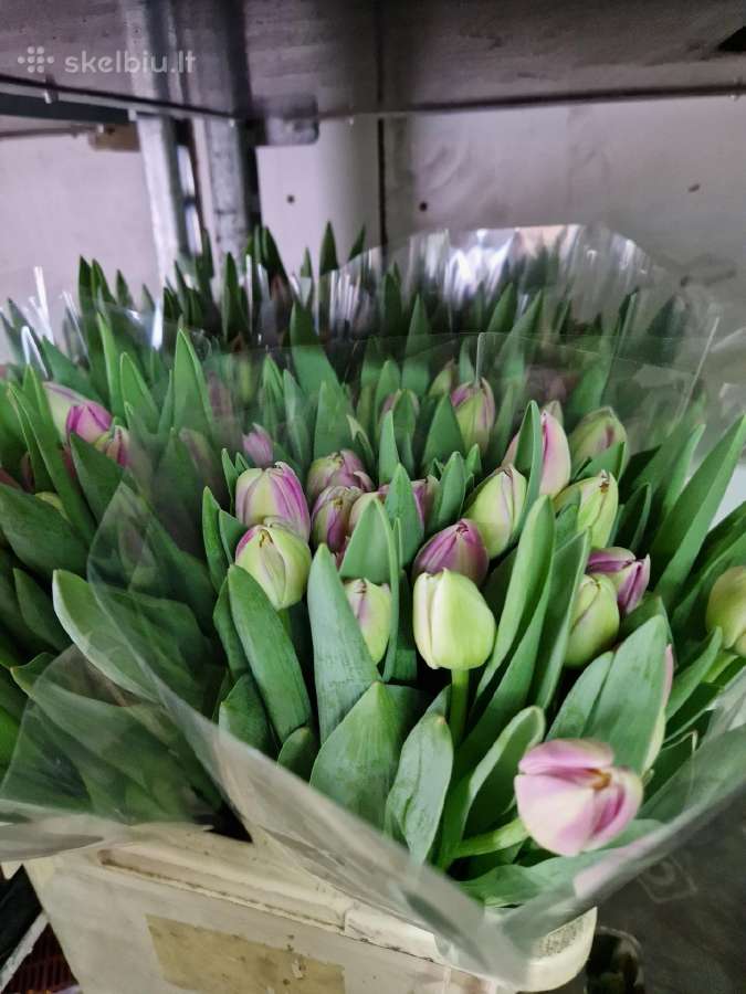 Tulpes - nuotraukos Nr. 2
