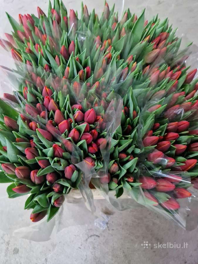 Tulpes - nuotraukos Nr. 3