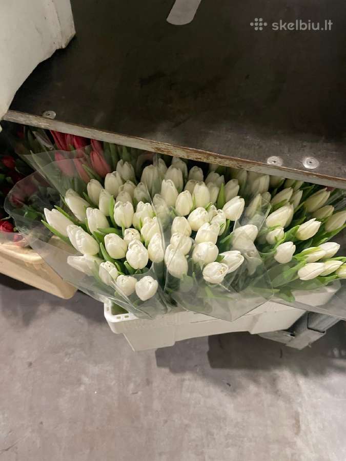 Tulpes - nuotraukos Nr. 5