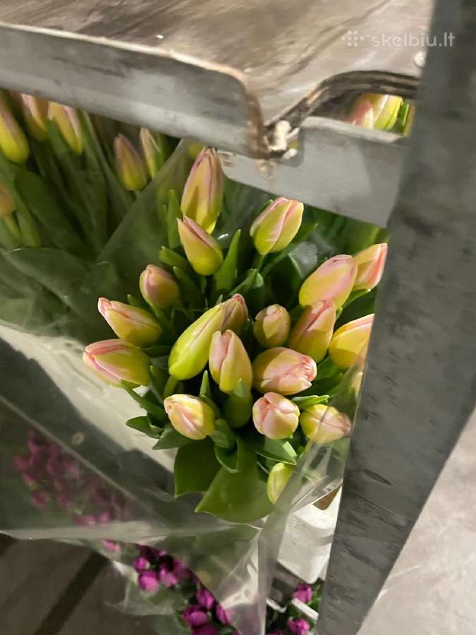 Tulpes - nuotraukos Nr. 7