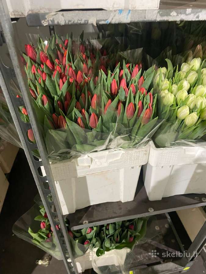 Tulpes - nuotraukos Nr. 10