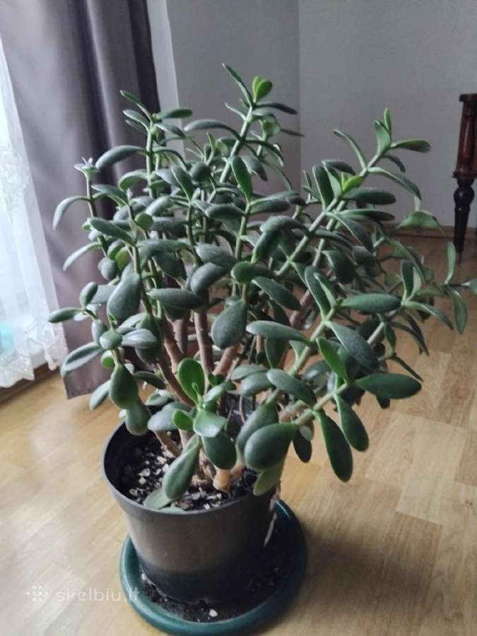 Parduodu gėles - nuotraukos Nr. 3