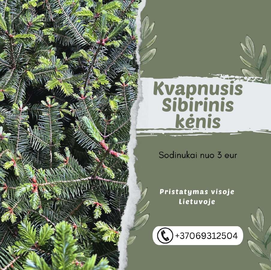 Sibirinis kėnis (kvapnusis)