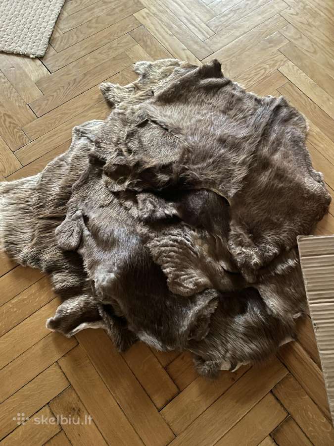 30 Bebrų kailių, įvairių dydžių