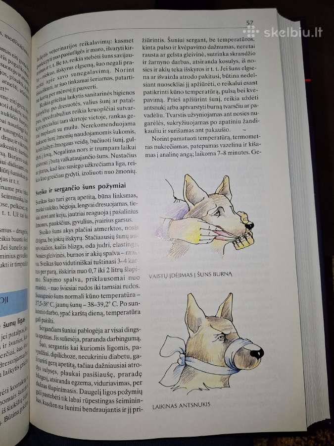 Kinologija 1dalis. - nuotraukos Nr. 7