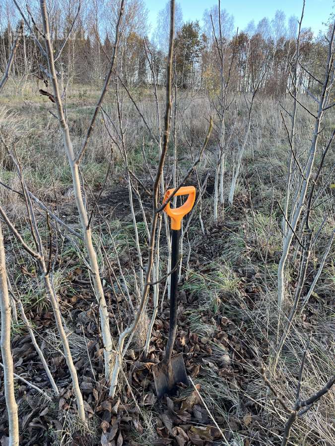 Lazdynų sodinukai, lazdynai, riešutmedžiai - nuotraukos Nr. 31