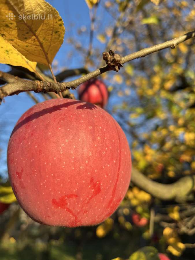 Obelų, kriaušių, slyvų ir kt sodinukai urmu -6 eur - nuotraukos Nr. 27