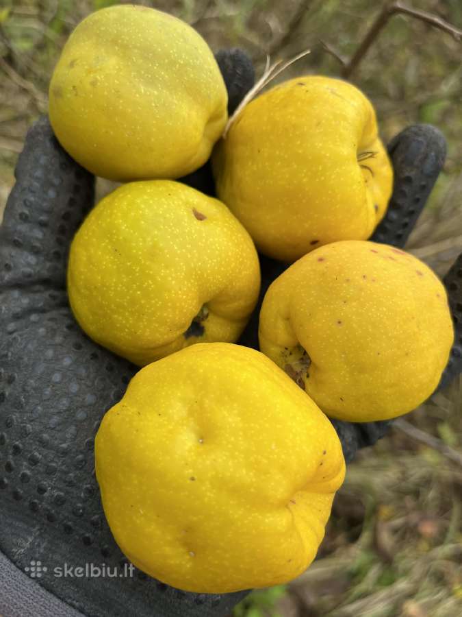 Obelų, kriaušių, slyvų ir kt sodinukai urmu -6 eur - nuotraukos Nr. 14